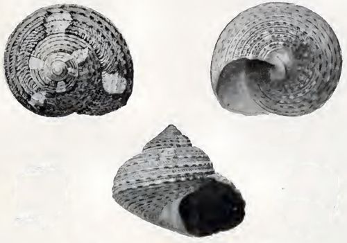 Gibbula loculosa